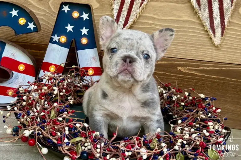 Margo, a merle French Bulldog girl, sitting in a patriotic themed basket.