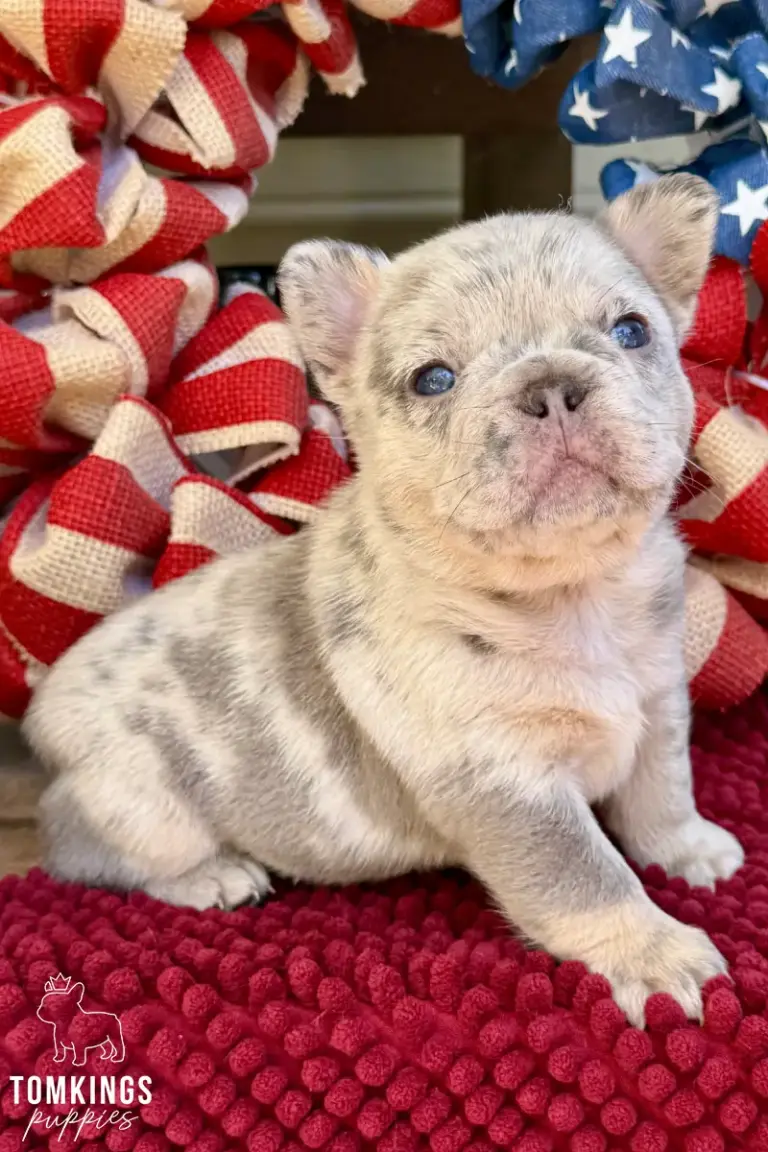 Margo, a light merle French Bulldog puppy, sitting on a red textured blanket with patriotic-style decorations behind her.