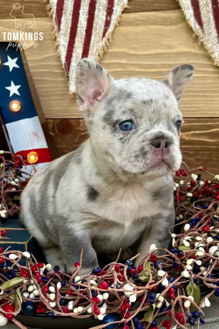 Margo, a merle French Bulldog girl, sitting in a decorative basket and looking to the side.