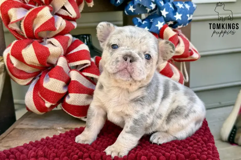 Margo, a light merle French Bulldog puppy, sitting on a red blanket and looking at the camera.