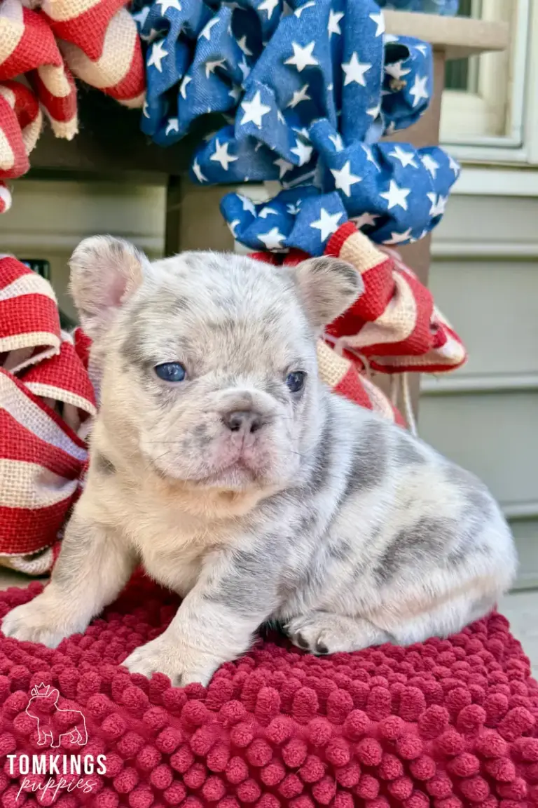 Margo, a light merle French Bulldog puppy, sitting in side view on a red textured blanket.