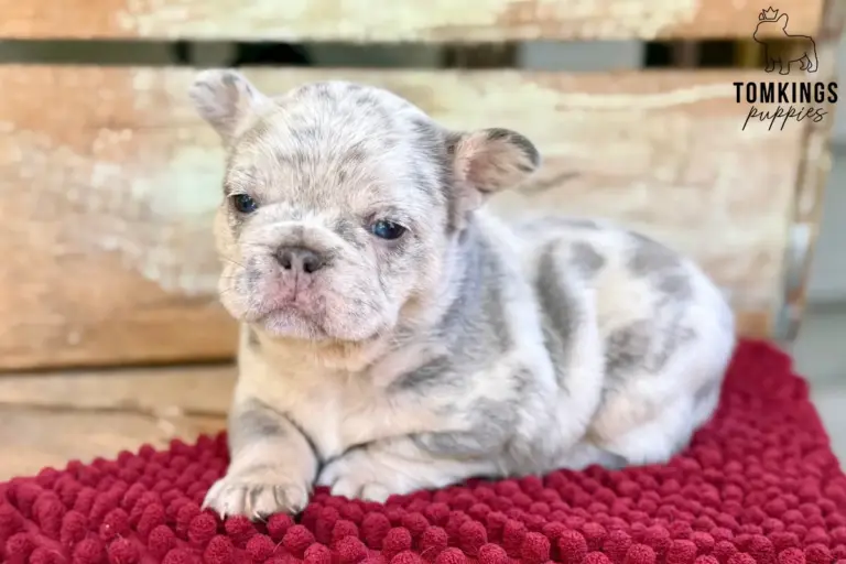 Margo, a light merle French Bulldog puppy, lying on a red textured blanket in front of a wooden crate.