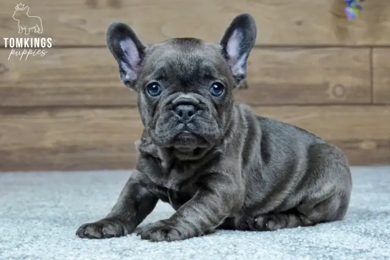 Melody, a blue French Bulldog girl, sitting on a light carpet in front of a wooden backdrop.