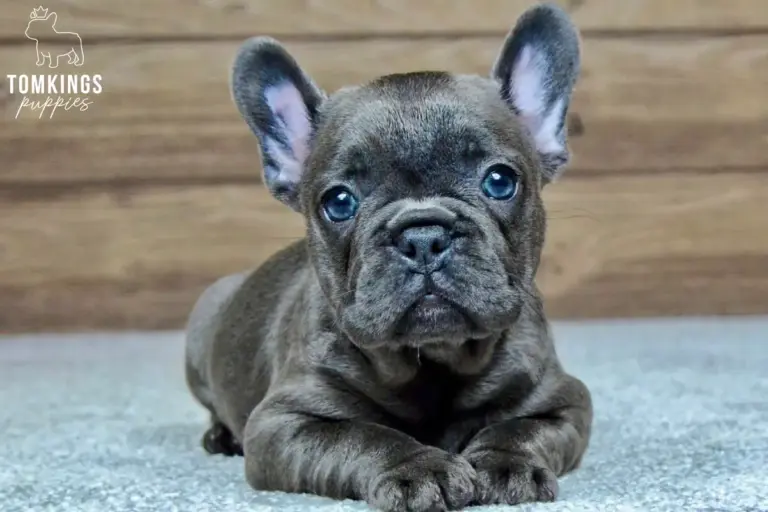 Melody, a blue French Bulldog girl, lying on a light carpet and looking directly at the camera.