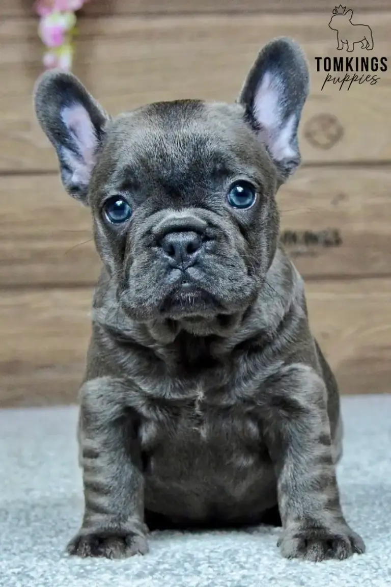 Melody, a blue French Bulldog girl, sitting upright indoors and looking at the camera.