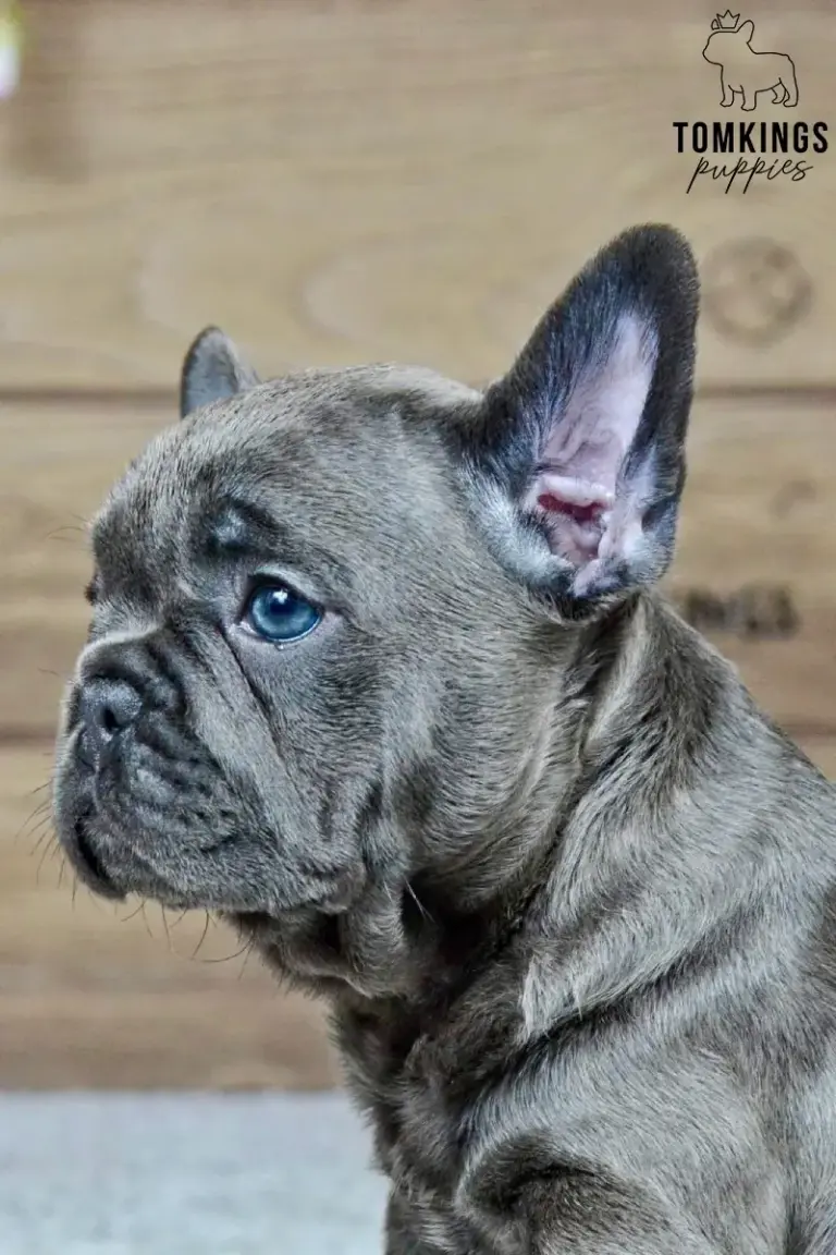 Melody, a blue French Bulldog girl, shown in side profile indoors.