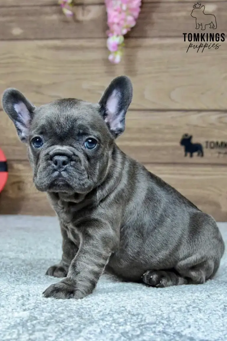 Melody, a blue French Bulldog girl, sitting on a light carpet and looking toward the camera.