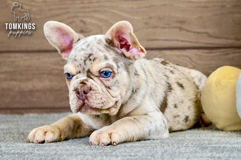 Peyton, an isabella merle and tan French Bulldog boy, lying on a soft carpet and looking forward with bright blue eyes.