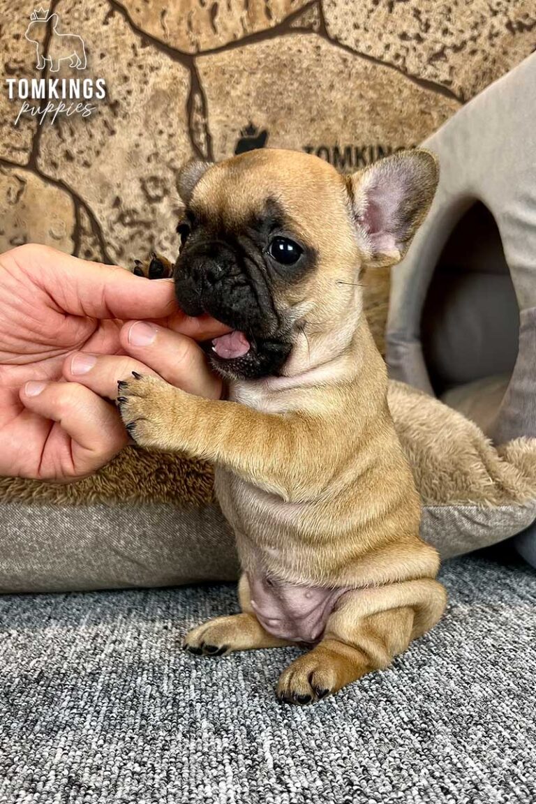 Unnamed red French Bulldog puppy sitting indoors and playfully holding a person’s fingers.