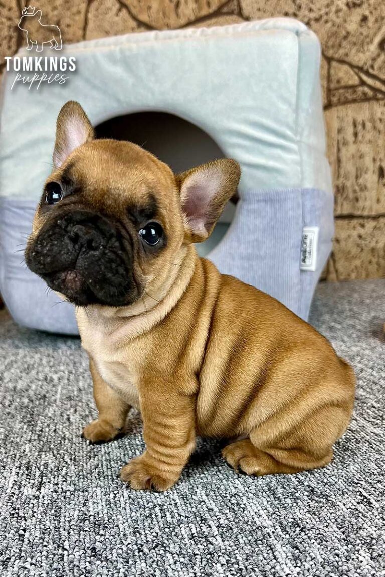 Unnamed red French Bulldog puppy sitting indoors beside a soft gray pet bed.