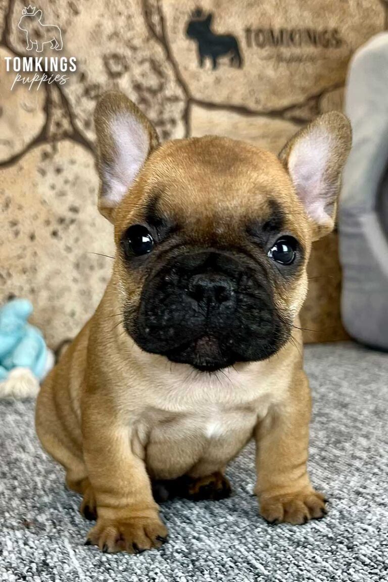 Unnamed red French Bulldog puppy sitting indoors and looking directly at the camera with a black mask.