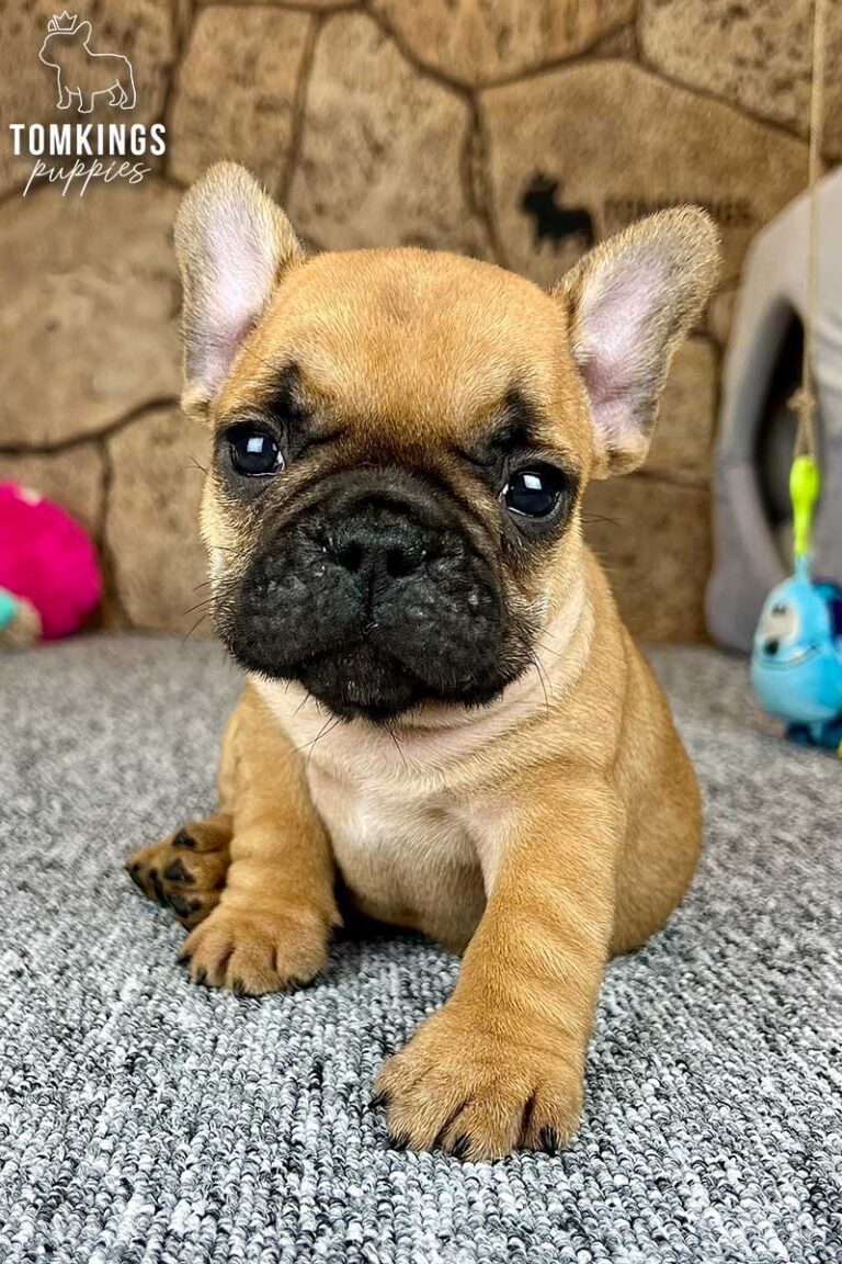 Unnamed red French Bulldog puppy sitting on a gray carpet in a close-up indoor portrait.