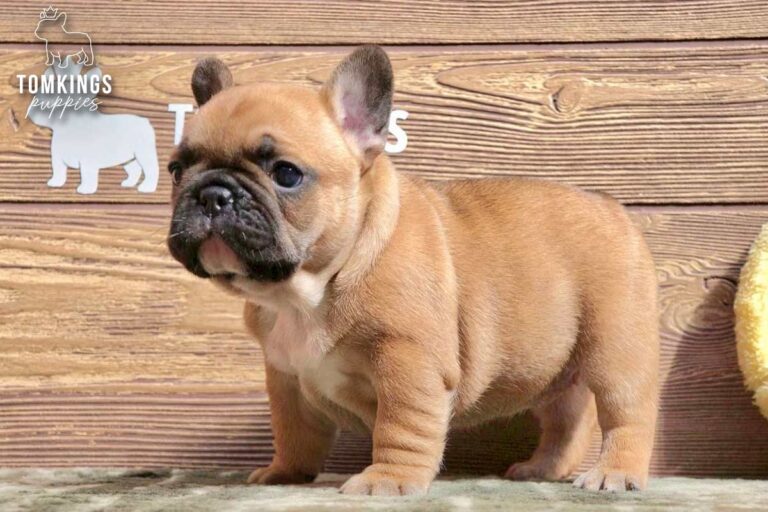 Unnamed red French Bulldog puppy standing indoors in side profile against a wooden backdrop.