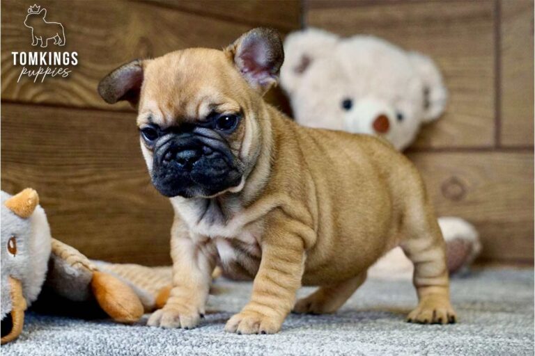 Unnamed red French Bulldog puppy standing indoors beside plush toys with a wooden wall behind.