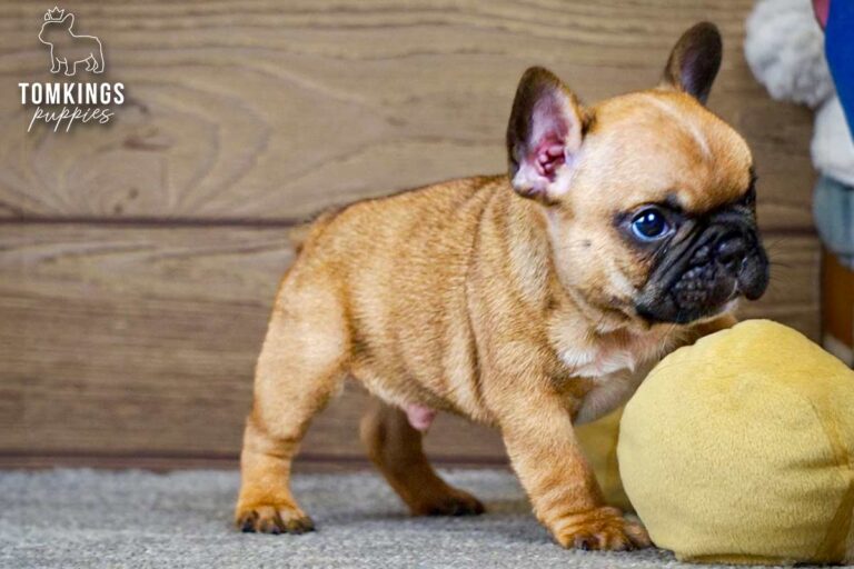 Thomas, a red French Bulldog boy, sitting indoors on a soft carpet beside plush toys and looking slightly to the side.