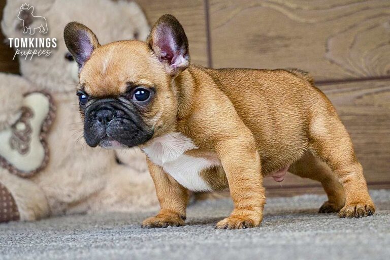 Thomas, a red French Bulldog boy, sitting indoors with a teddy bear behind him and looking down slightly.