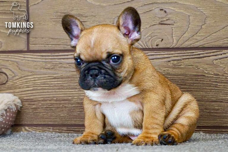 Thomas, a red French Bulldog boy, sitting on a carpet indoors beside a teddy bear and wooden backdrop.