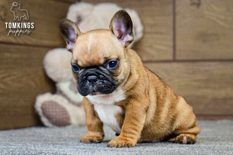 Thomas, a red French Bulldog boy, standing indoors in side profile with a teddy bear in the background.