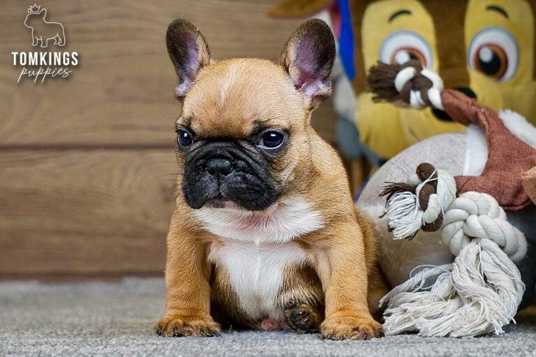 Thomas, a red French Bulldog boy, standing indoors beside a yellow plush toy and looking to the side.