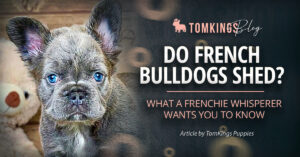 Do French Bulldogs Shed? What a Frenchie Whisperer Wants You to Know
