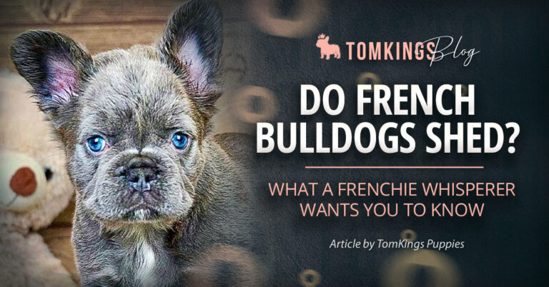 Do French Bulldogs Shed? What a Frenchie Whisperer Wants You to Know