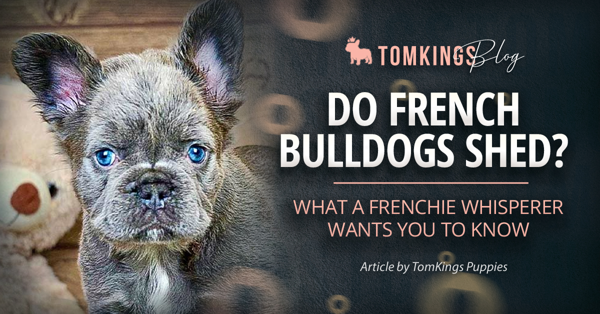 Do French Bulldogs Shed? What a Frenchie Whisperer Wants You to Know