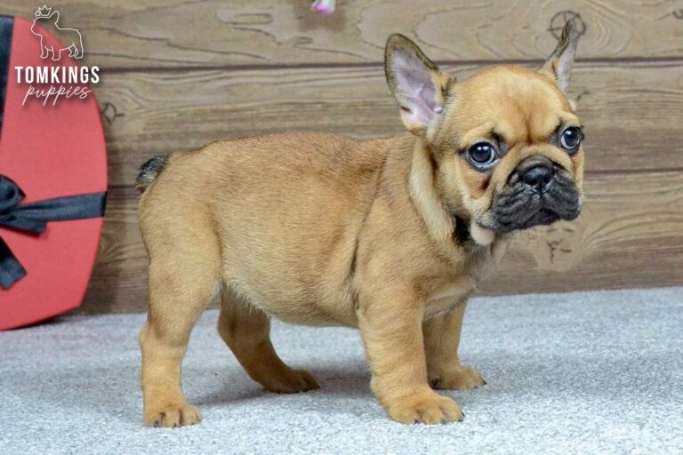 Vallee, a red French Bulldog girl, sitting indoors in front of a wooden backdrop.