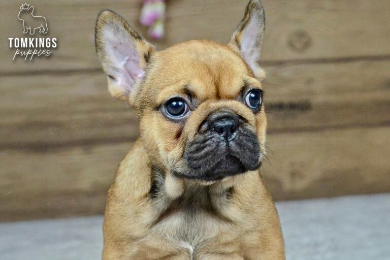 Vallee, a red French Bulldog girl, standing indoors in front of a wooden wall.
