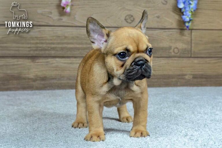 Vallee, a red French Bulldog girl, sitting indoors and looking directly at the camera.