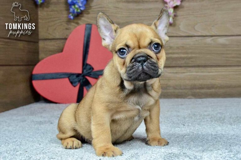 Vallee, a red French Bulldog girl, sitting indoors beside a red heart-shaped gift box.