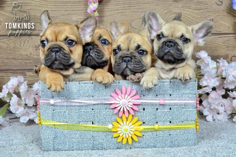 Vallee, Jedi, Kyra, and Archie, four French Bulldog puppies, sitting together in a decorative basket indoors.