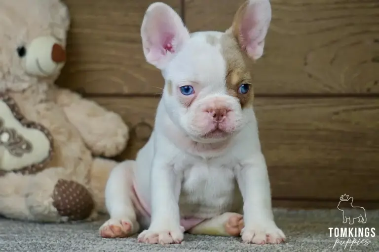 Walker, a pied French Bulldog puppy, sitting indoors on a gray carpet with a tan patch around one eye.