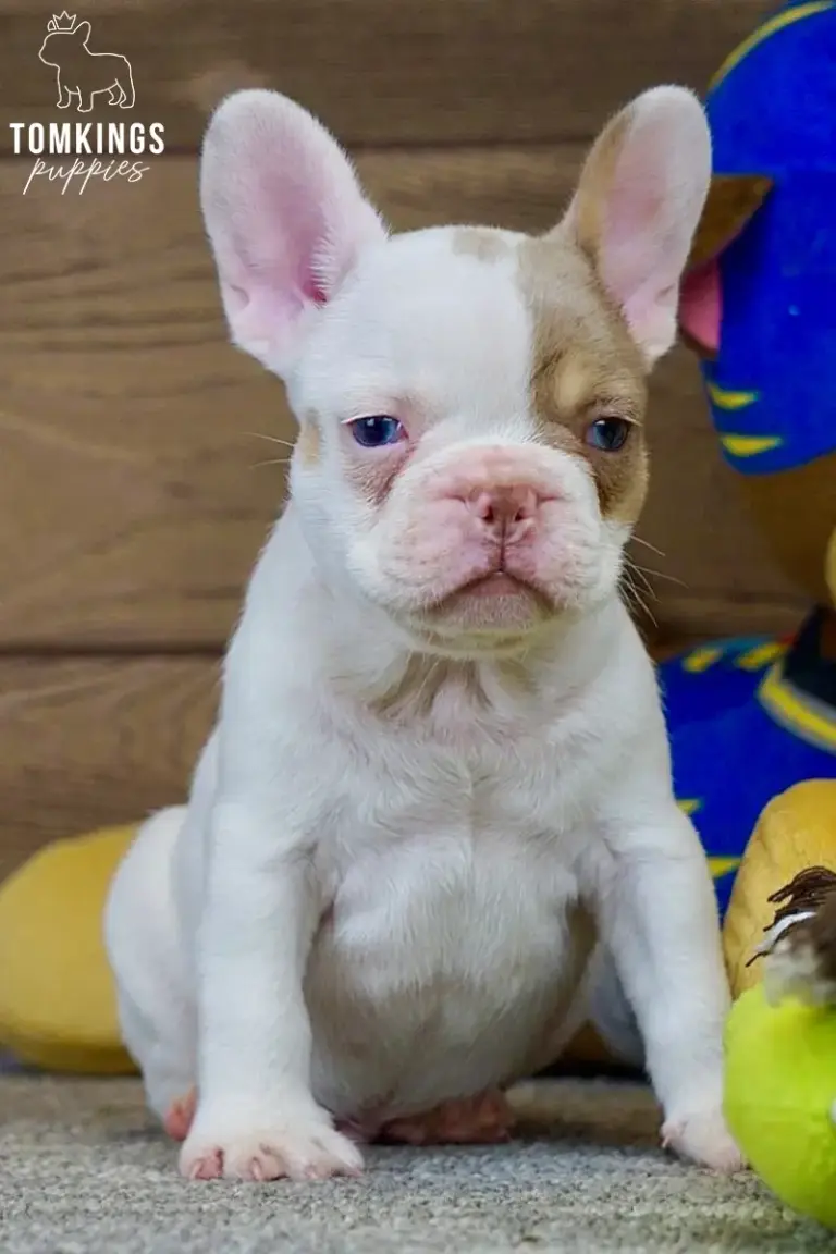 Walker, a pied French Bulldog puppy, sitting indoors in a close-up portrait beside colorful toys.