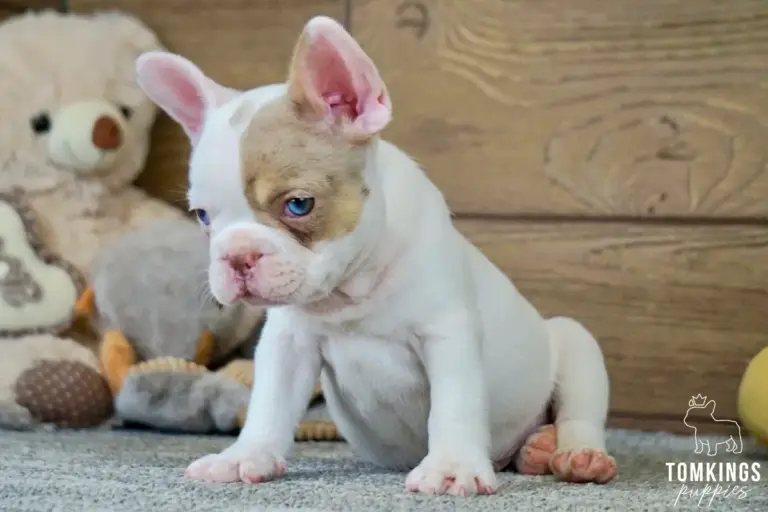 Walker, a pied French Bulldog puppy, sitting indoors and looking to the side.