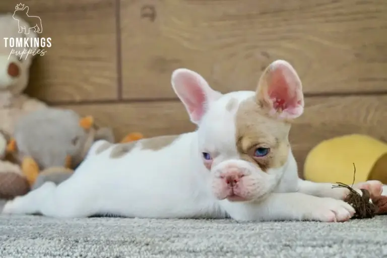 Walker, a pied French Bulldog puppy, lying on a gray carpet indoors with a toy in front of him.