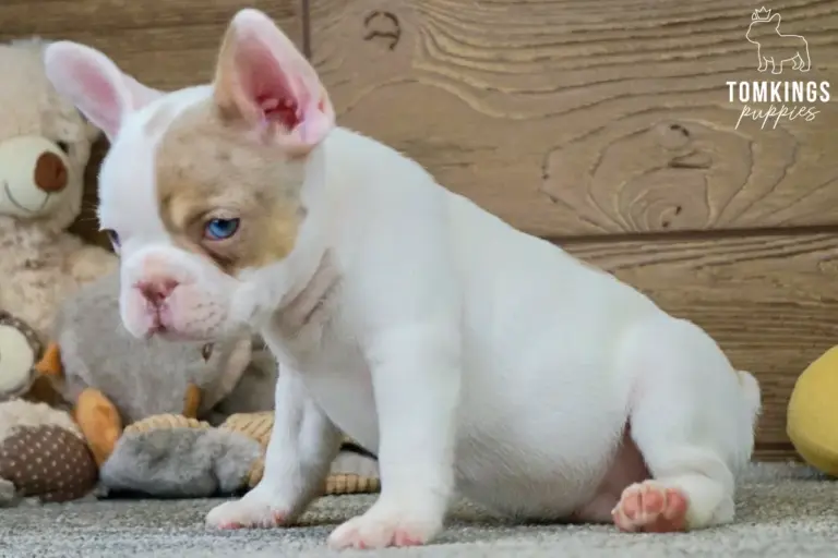 Walker, a pied French Bulldog puppy, sitting indoors in side view with plush toys behind him.