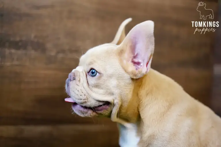 Yang, an Isabella fawn French Bulldog boy, shown in side profile indoors with his tongue out.