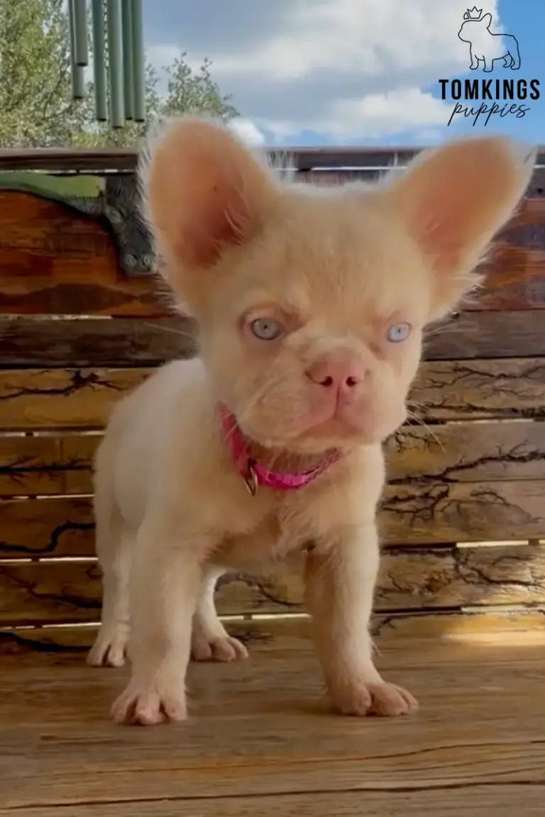 Adriel, a fluffy cream French Bulldog puppy, standing on a wooden bench.