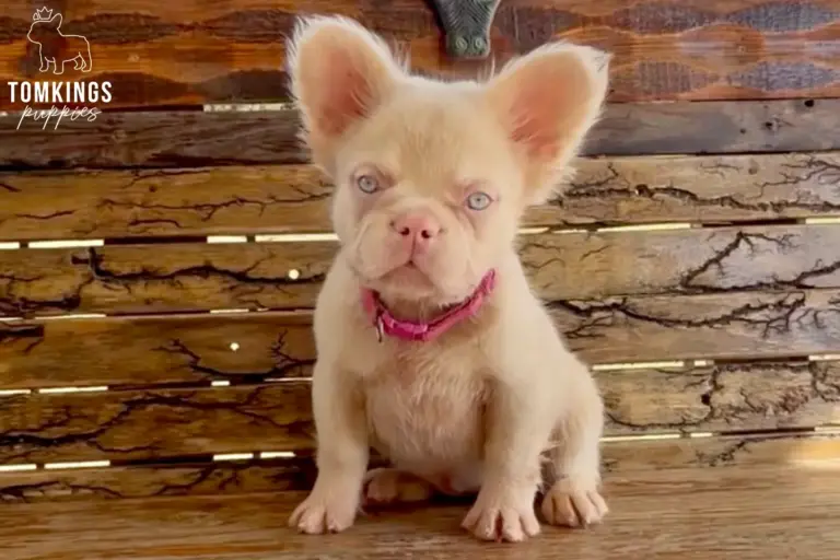 Adriel, a fluffy cream French Bulldog puppy, sitting on a wooden bench and looking at the camera.