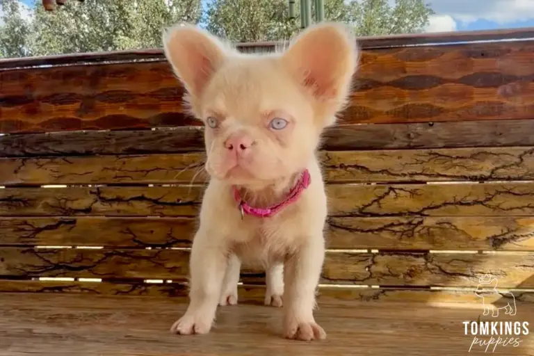 Adriel, a fluffy cream French Bulldog puppy, standing on a wooden bench outdoors.