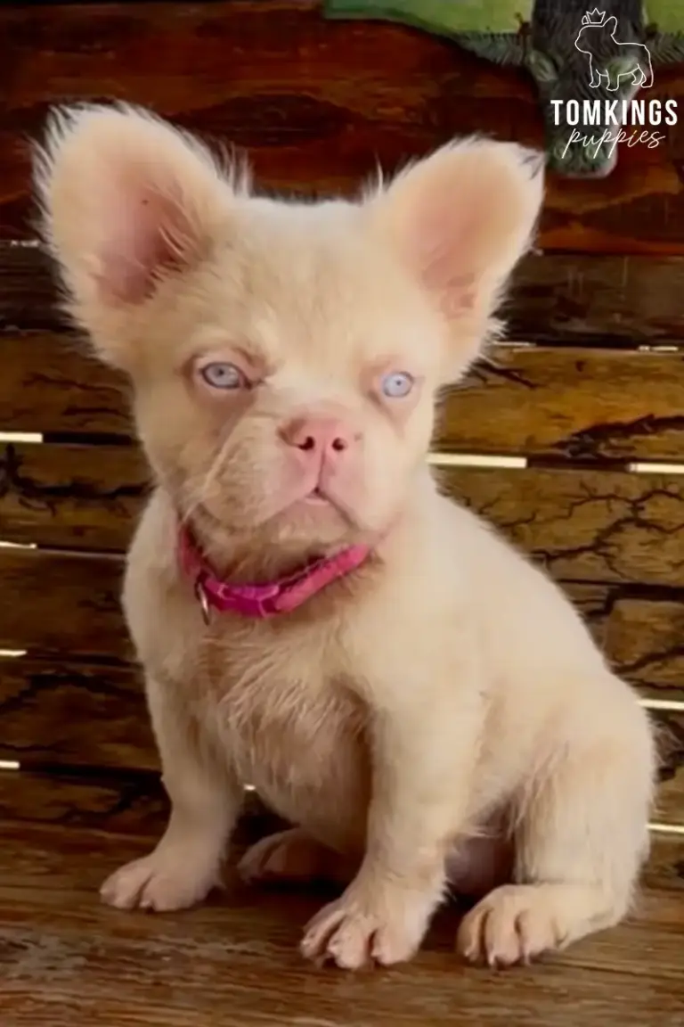 Adriel, a fluffy cream French Bulldog puppy, sitting on a wooden bench in a close-up portrait.