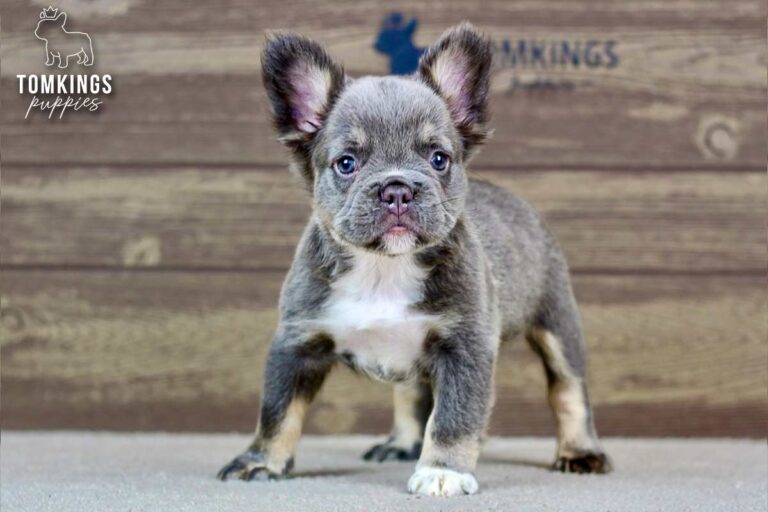 Alexis, a blue and tan fluffy French Bulldog puppy, standing indoors and looking at the camera.