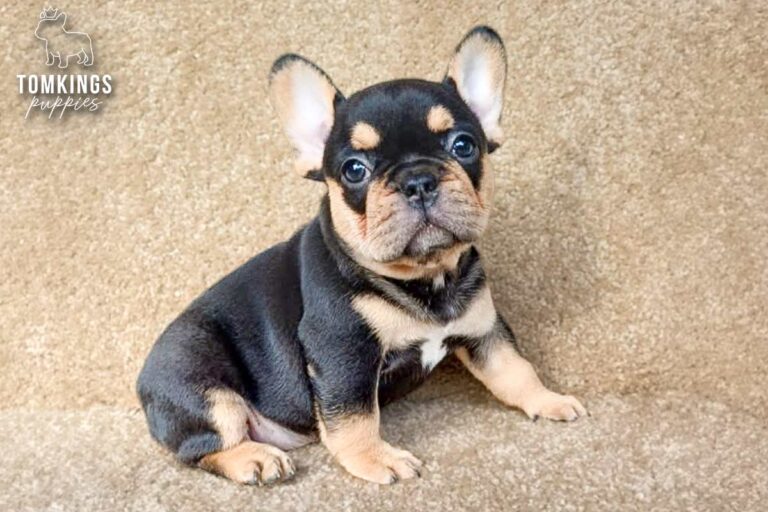 Arden, a blue and tan French Bulldog puppy, sitting on a beige carpet.