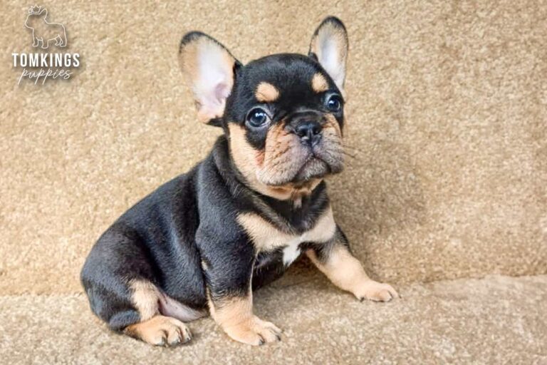 Arden, a blue and tan French Bulldog puppy, being held gently in hands.
