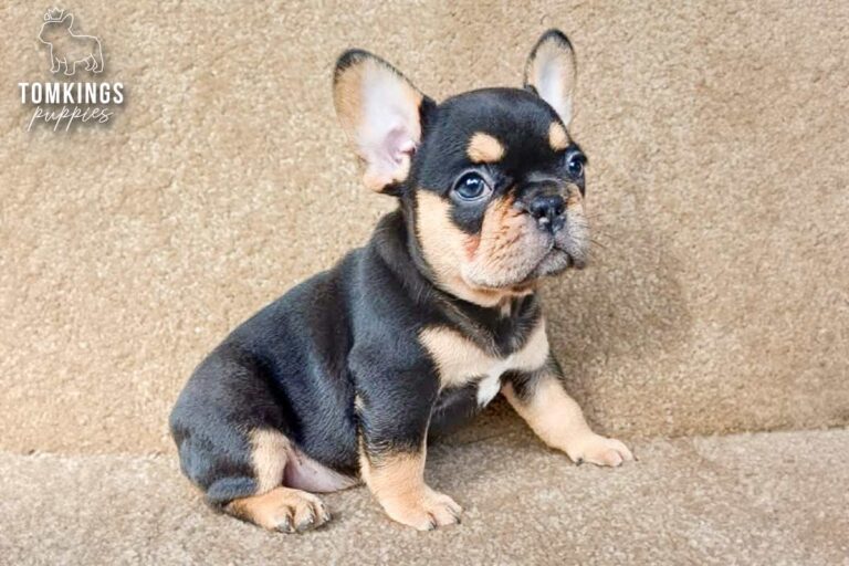 Arden, a blue and tan French Bulldog puppy, standing beside a colorful toy.
