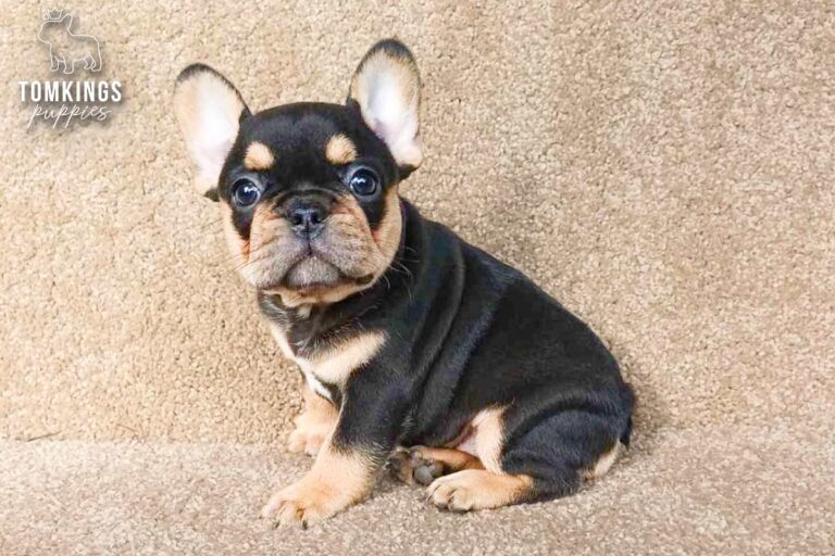 Arden, a blue and tan French Bulldog puppy, being held in a side profile pose.