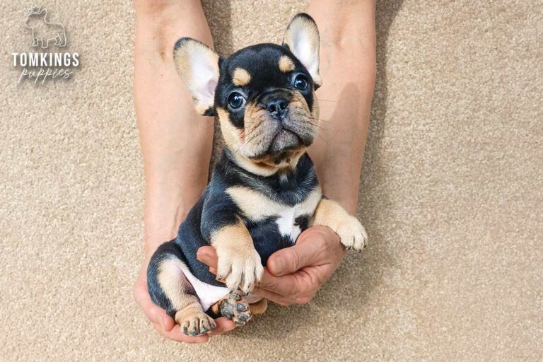 Arden, a blue and tan French Bulldog puppy, sitting on a beige carpet.