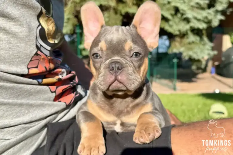 Davis, a blue and tan French Bulldog puppy, resting on a person's lap outdoors.