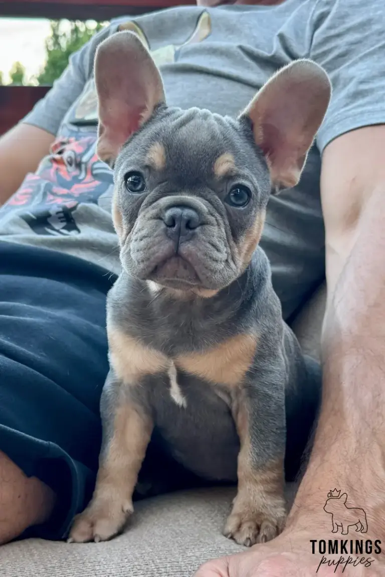 Davis, a blue and tan French Bulldog puppy, sitting on a person's lap indoors.