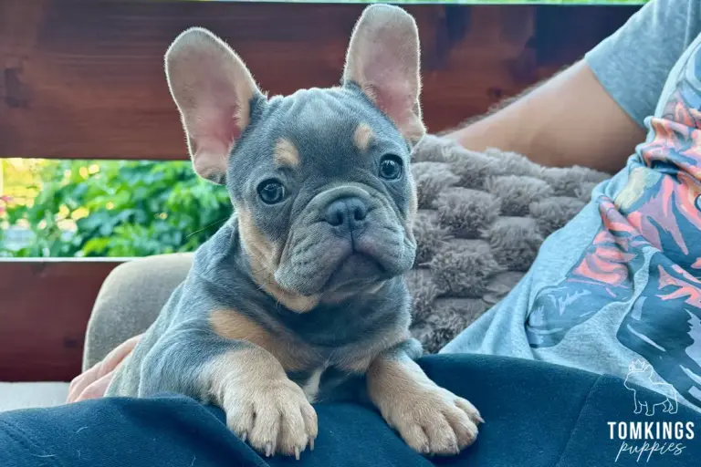 Davis, a blue and tan French Bulldog puppy, leaning on a person's lap on a porch.